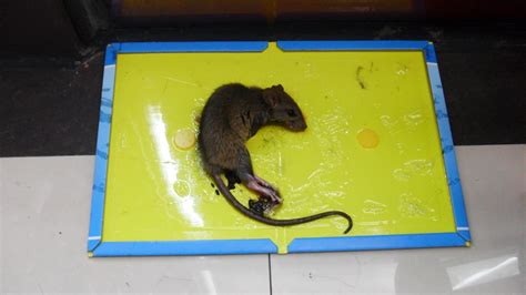 老鼠被粘鼠板粘的图片