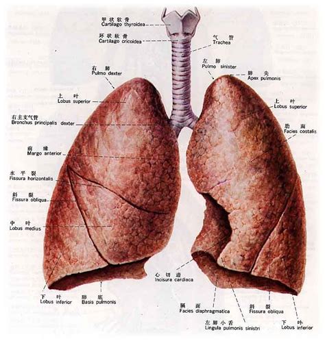 肺在什么位置图片