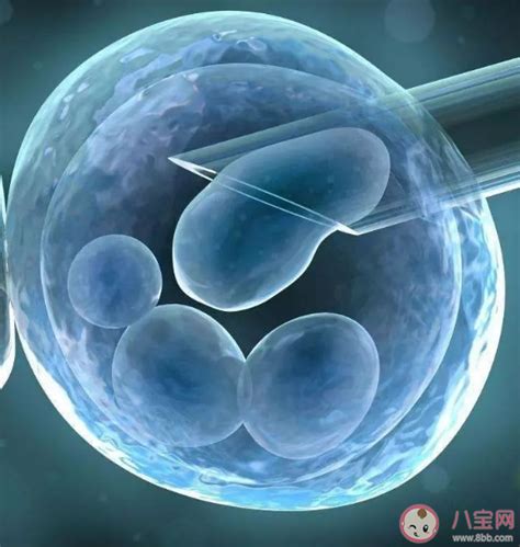 胚胎可以存活多少天