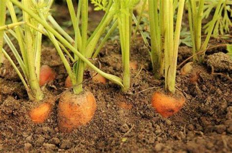胡萝卜的种植方法过程