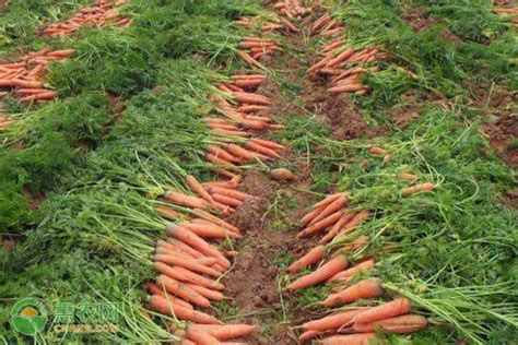 胡萝卜要如何种植
