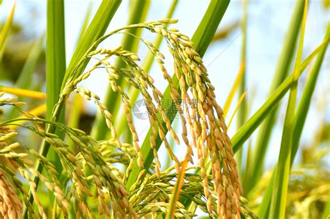 能长一米五的水稻种子有哪些