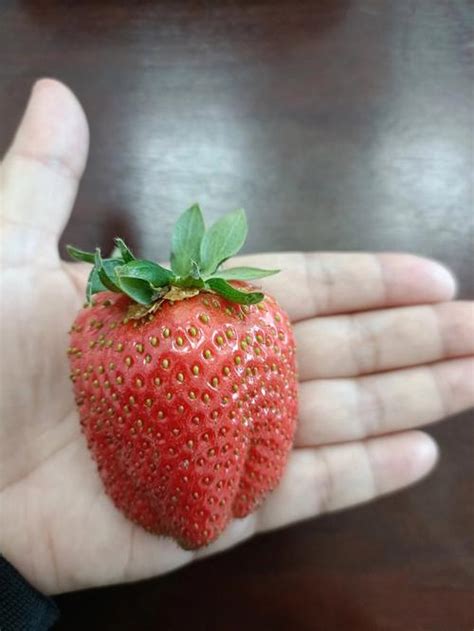自己在家如何种草莓