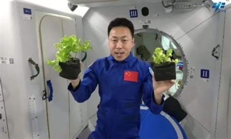航天员在太空种菜