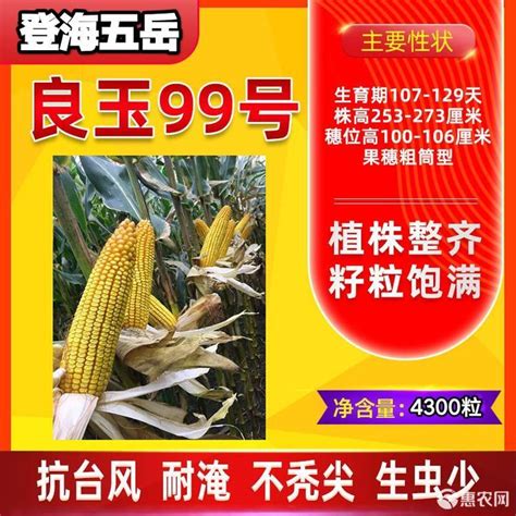 良玉99玉米种子详情介绍