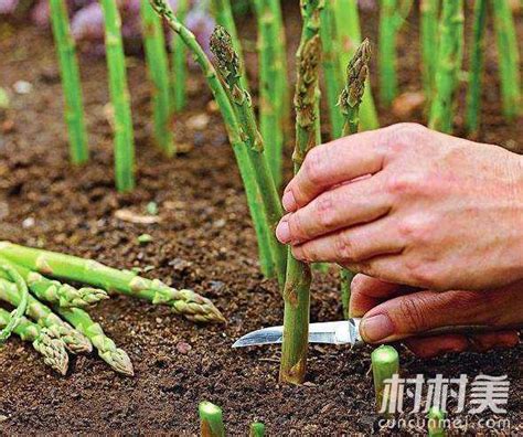 芦笋的正确种植方法