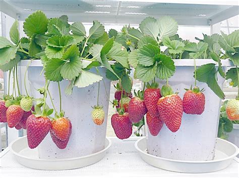 花盆草莓苗如何种植