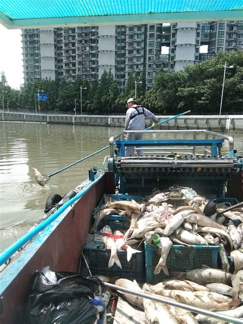 苏州护城河放生死鱼能吃吗