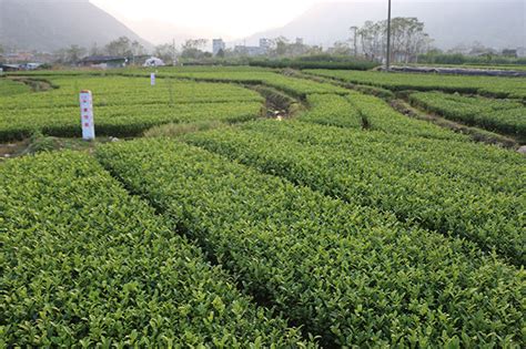 茶叶树怎么种成活率高