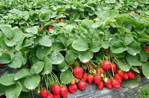 草莓一亩种植成本和利润