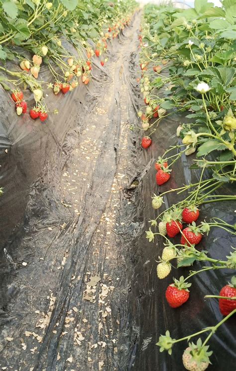 草莓一般种植时间