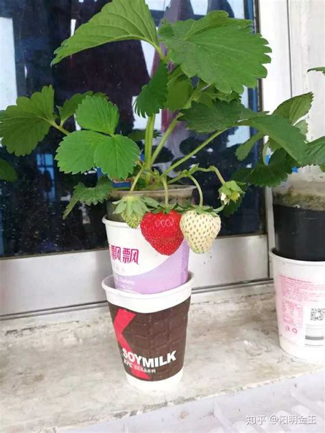 草莓不能直接种吗