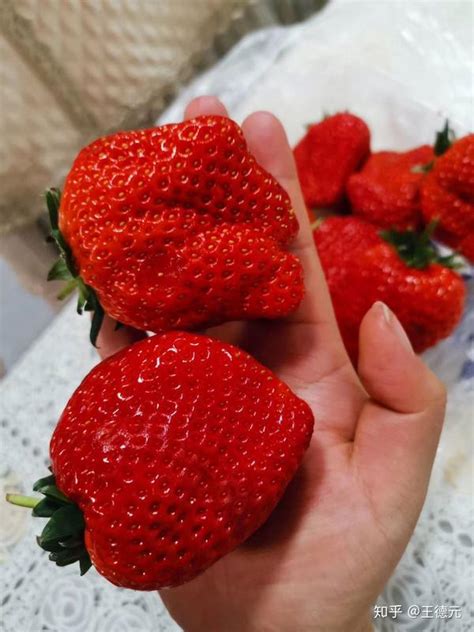 草莓为什么起名叫草莓