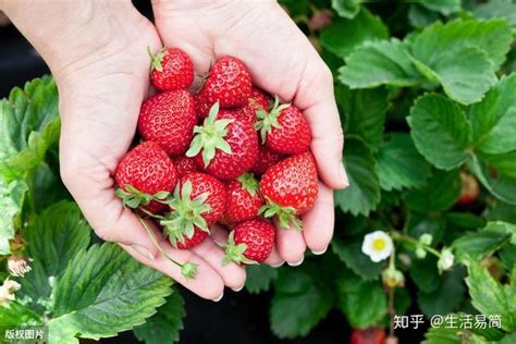 草莓如何种植能又甜又香