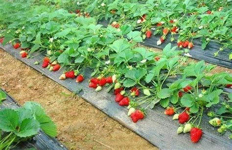 草莓怎么栽种