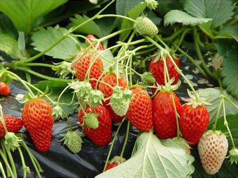 草莓怎么种会种的又大又甜
