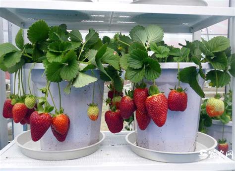 草莓怎么种植才长得快果子长得多