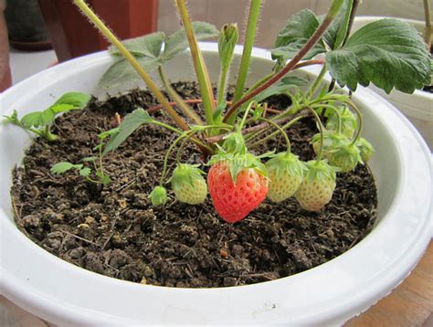 草莓怎么种植步骤