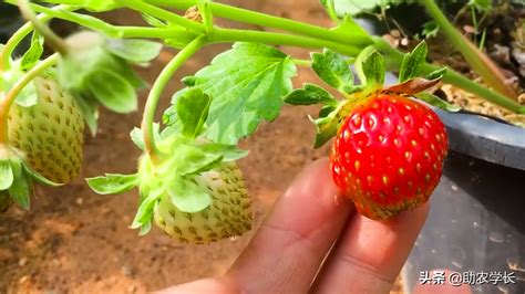 草莓怎么种能种活还结果多