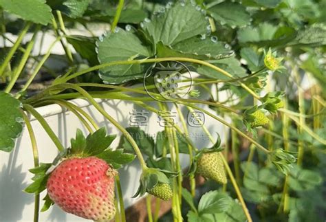 草莓怎样种植又大又甜