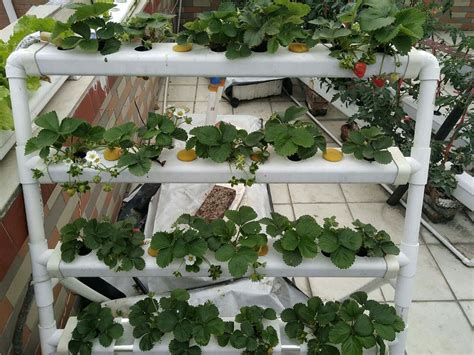草莓搭架种植方法全过程
