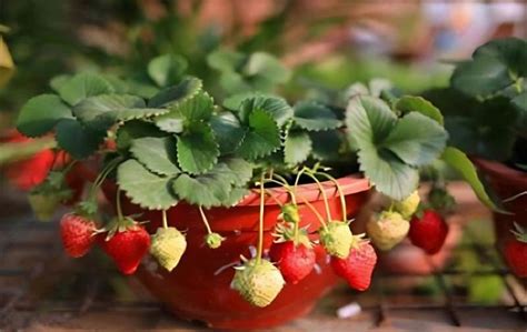 草莓播种时间和方法