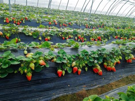 草莓是什么时间种植的