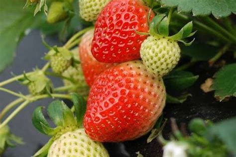 草莓是哪个季节开始种