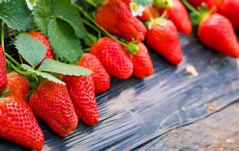 草莓最佳种植时间