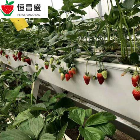 草莓栽培槽