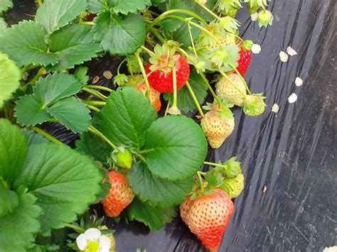 草莓栽种时间