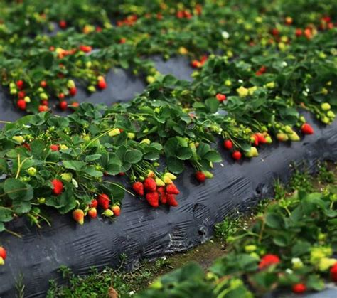 草莓用哪些肥料