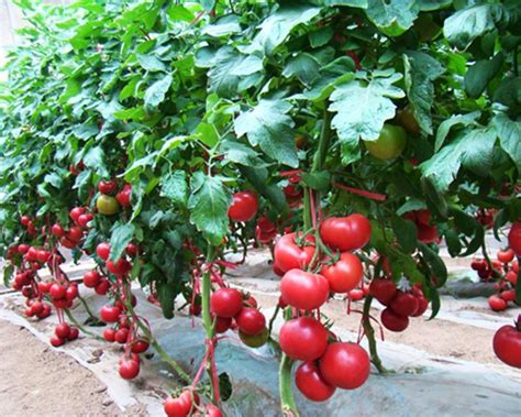 草莓番茄是无限生长型的吗