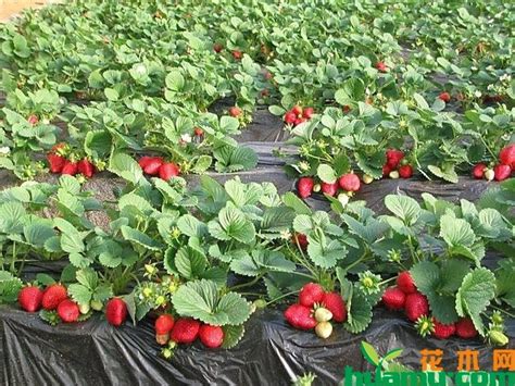 草莓的天然肥料
