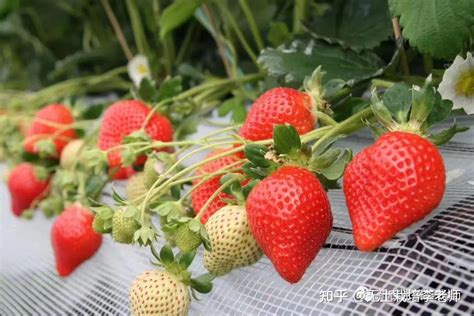 草莓的种植方法露天