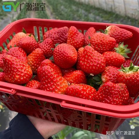 草莓种植效益图片