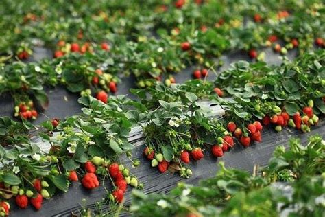 草莓种植技术经济效益