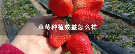 草莓种植效益分析