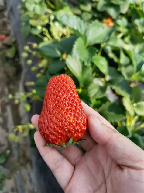 草莓种植新手必看