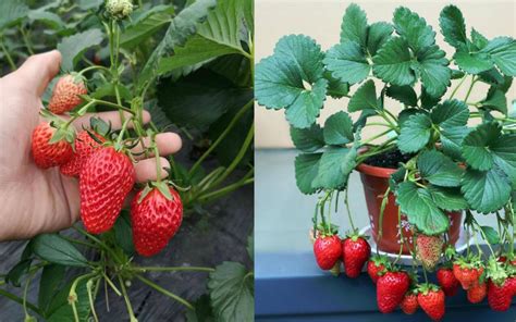 草莓种植方法一学就会