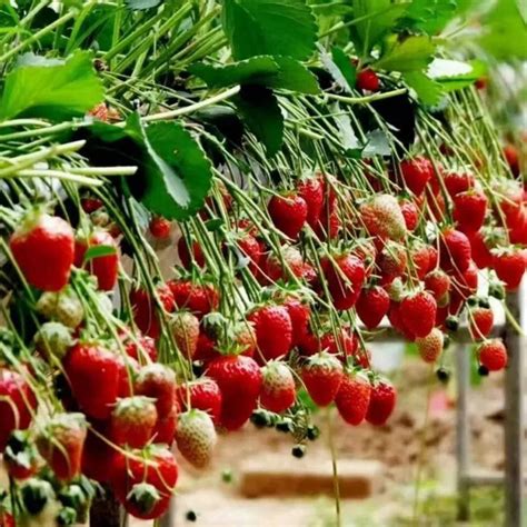 草莓种植条件