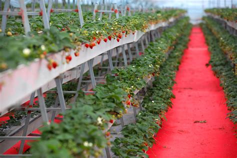 草莓种植繁殖基地