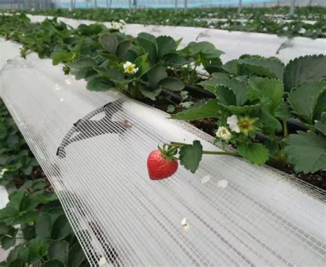 草莓种苗的培育方法