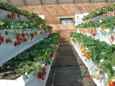 草莓立体栽培技术方法