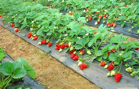 草莓老苗怎么种植