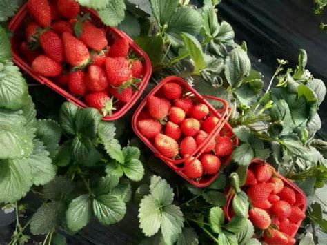 草莓还能种哪
