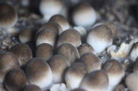 草菇可以一年四季种植吗