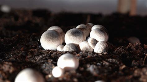 草菇如何种植