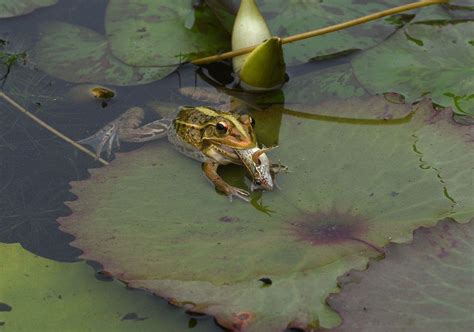 菜场青蛙是养殖的还是野生的