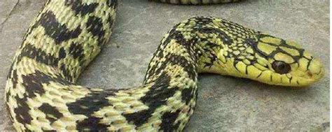 菜花蛇是保护动物吗